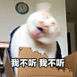 合集一波猫猫表情包,贱萌或可爱,陪你…-堆糖