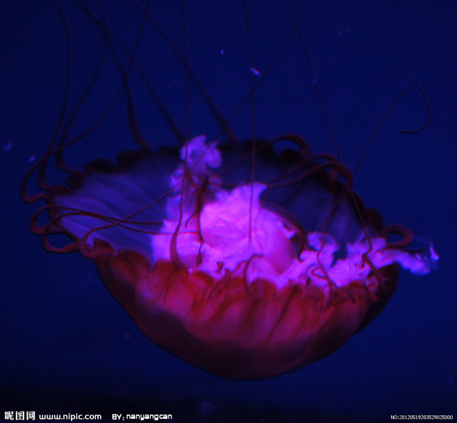 水母摄影图__海洋生物_生物世界_摄影图...