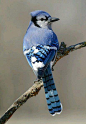 冠蓝鸦 
冠蓝鸦（学名：Cyanocitta cristata）：体长22-30厘米，体重70-100克，翼展34-43厘米。顶冠明显，羽色为薰衣草蓝或淡蓝色，颈后、翅膀内侧、尾羽内侧和面部为白色。腹部为米白色，颈部有黑色领环，延伸至面部两侧，这些黑色部分的形态有很大的个体差异，有助于冠蓝鸦互相辨认。初级飞羽和尾羽主要为天蓝色，并有明显的黑色和白色线条。雄鸟和雌鸟外形几乎完全相同，雄鸟体型稍大。鸟喙和腿爪黑色，虹膜黑褐色。