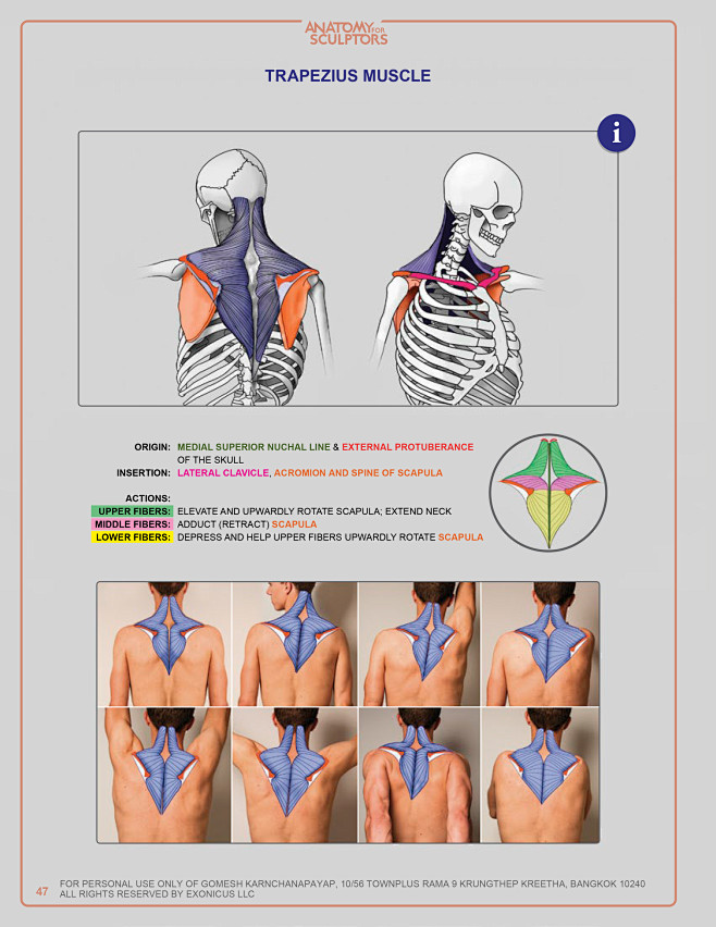 anatomy for sculptor...