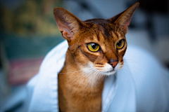 三楼半采集到尤物 —— Abyssinian 阿比西尼亚猫