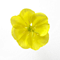 盛开,花朵,夜来香,花,药草_gic7710309_Evening primrose flower_创意图片_Getty Images China