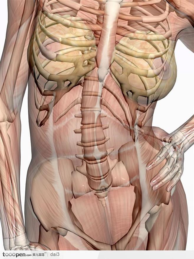 人体肌肉骨骼-叉腰的女性背面图