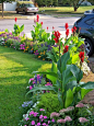 Love cannas! Colorful border with tropical looking cannas adding height, and visual interest.