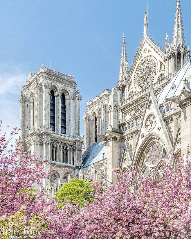 花似锦。巴黎圣母院。  #法国##巴黎#