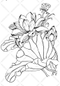 高清花卉植物手绘线稿素材集 白描工笔国画画谱插画底稿-淘宝网