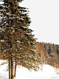 冬季松树林树林|冬天|山林|雪山|松林|松树林|山野|雪野|雪地|冬季山坡|东北|雪乡|地方景点|自然景观|名胜古迹|高清|摄影图|实物图|树林|冬季|树木树林|西蓝花树林|树林装饰|放烟火的树林|远景树林图|柚子树林|树林中建筑的房屋|树林前的玉米地|横条纹红树林标签|灰色树林