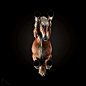 Under Horse: Andrius Burba Captures The Unseen Underside of Horses