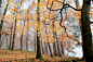 Лес, туман, деревья, листья, осень