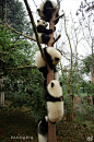 熊猫家园-pand...
上传于 1月27日 18:22
来自 微博 weibo.com
#和滚滚的每一天#今天又诞生了熊猫串，而且是加量不加价的新款[偷笑]但是再怎么串，团子们也始终不会安安静静地待在一个地方，就连毛笋今天也被迫重新回到了墙角。倒是小灰灰今天在木架的这个睡姿……简直够爷们儿[哈哈]