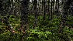 EUtW5VTX采集到自然·森林