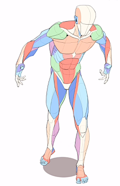 七分糖tang采集到R人体,肌肉 骨骼体态