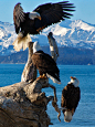 Abundant eagles, Homer Alaska