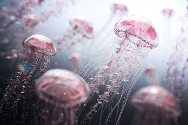 Jellyfish Rise, crea...