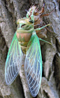California - Cicada