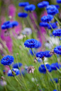 cornflowers blowing in the wind