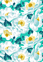 Mount Cook Lily Repeat Print : The Mount Cook Lily is an alpine flower native to New Zealand, found only on Mt Cook (NZ's highest mountain). Despite its name, it is not actually a lily, but in fact the world's largest buttercup.