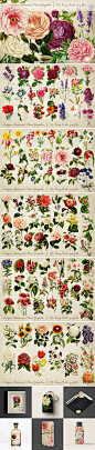 复古手绘写生参考植物花卉图鉴印花图案高清图片PNG免抠设计素材-淘宝网