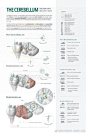 【学生组 解剖学和病理学 宣教/教学类】小脑：功能输入和输出 The Cerebellum: Functional Input and Ouput  这幅医学插画旨在让神经解剖学专业的本科生对小脑的三个功能性脑叶的功能输入和输出区域有一个大致的了解。使用工具和软件：Adobe Illustrator，Adobe Photoshop 最终演示格式： ​​​​...展开全文c