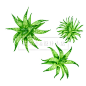 创意手绘水彩芦荟绿植图案边框化妆护肤美妆植物PNG免抠设计素材-淘宝网