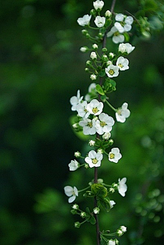 撩露采集到花