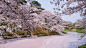 Hirosaki Castle : Information about Hirosaki Castle in northern Japan.