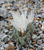 大地的翅膀  学名：Anelsonia eurycarpa