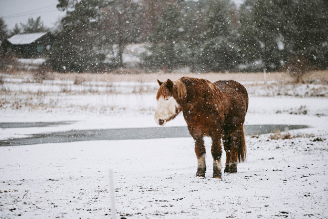 马 || 摄影师：Nina Lindfo...