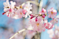 sakura saku : The cherry blossom bloomed.