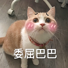 云起—祢奈儿采集到猫咪