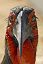 Ground Hornbill