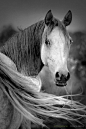 Arabian horse - such intelligence. #horse http://www.annabelchaffer.com/categories/Equestrian-Gifts/