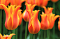 郁金香图片_百度百科郁金香（学名：Tulipa gesneriana），百合科郁金香属的草本植物，是土耳其、哈萨克斯坦、荷兰的国花。英文名：Flower of Common Tulip， Flower of Late Tulip ，中药名称：郁金香《本草拾遗》；郁金香《太平御览》；红蓝花、紫述香《纲目》。花叶3-5枚，条状披针形至卵状披针状，花单朵顶生，大型而艳丽，花被片红色或杂有白色和黄色，有时为白色或黄色，长5-7厘米，宽2-4厘米，6枚雄蕊等长，花丝无毛，无花柱，柱头增大呈鸡冠状，花期4-5月，它的