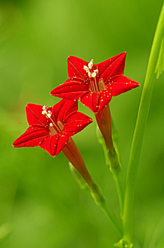 花花ing采集到花