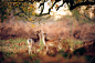 英国年青摄影师Andrew Evans：美丽的鹿