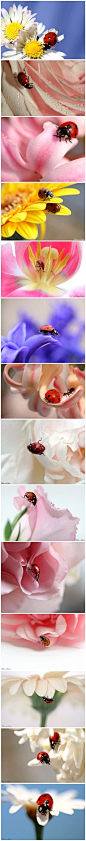 鲜花与瓢虫