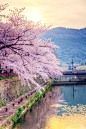 Cherry blossoms，japan