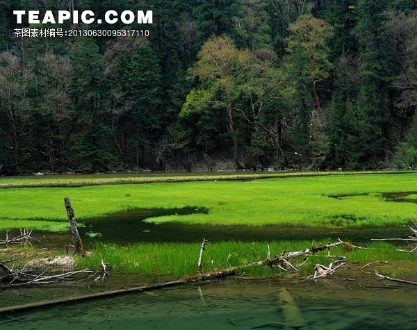 [绿意盎然的九寨沟风景]