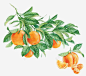 手绘橙子高清素材 卡通 手绘 手绘橙子 插画 文艺 植物 水果 清新 元素 免抠png 设计图片 免费下载 页面网页 平面电商 创意素材