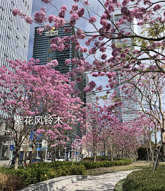 辛禹—植物设计师采集到植物—05植物搭配（地被为主）