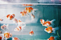 skitzokitty288:

I NEED FISHIES