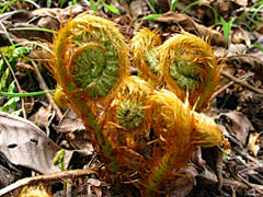 花海大盗采集到花卉