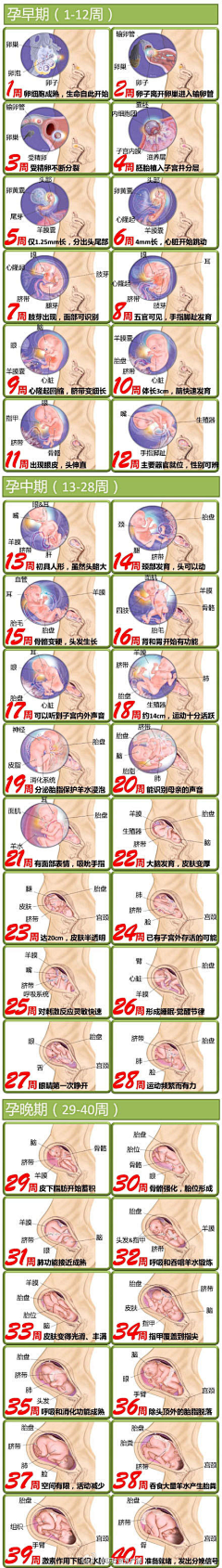 雨露中－高端设计采集到孕妇相关