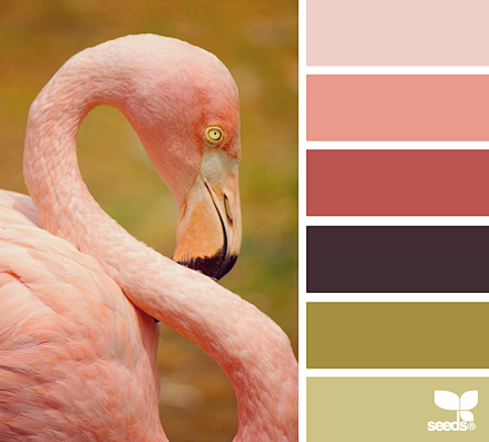 flamingo hues