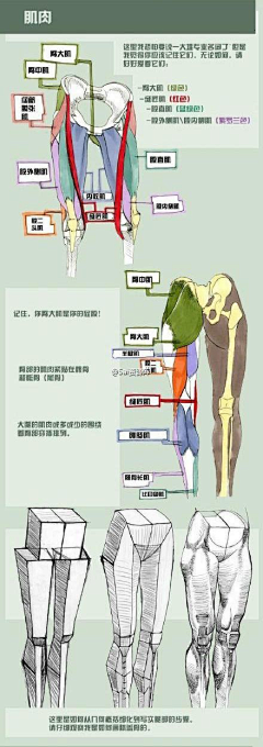 无影歌采集到人体结构透视教程