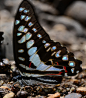 DSC_5789 by drshahdilip on Flickr.Common Jay Butterfly