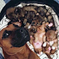 Basket Full of Puppies