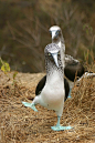 Blue Footed Booby | The Birds