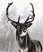 deer | Tumblr