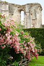 The ruins of a 12th-c. abbey give structure to the rose garden. Dorothy Perkins roses. Yew hedge. French garden by Sylvain Lévy-Alban.